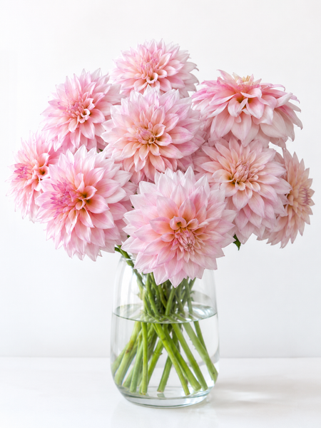 Dahlia - KA's® Mocha Jake (Rooted Cutting) Flower Live Plant (2.5" pot)