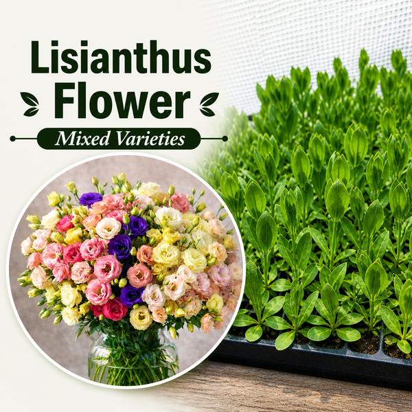 Lisianthus Flower, Mixed Varieties Starter Live Plant - 6 Seedlings