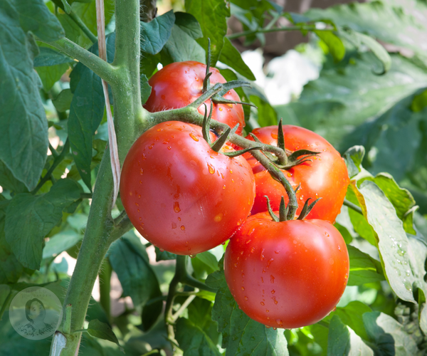 Early Girl (F1) Tomato Live Plant Starters - 4 Seedlings