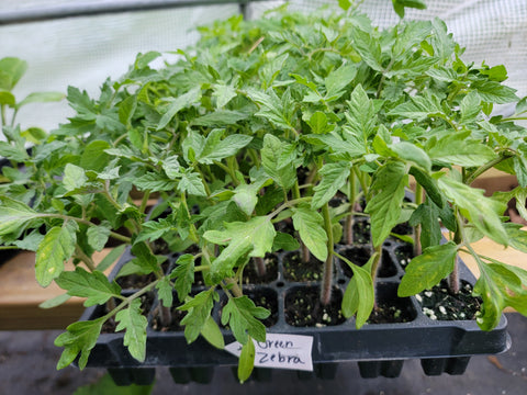Green Zebra Tomato Starter Live Plants - 4 Seedlings