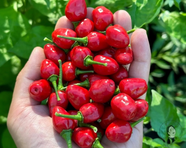 Wiri Wiri (Big) Pepper Starter Live Plants - 2.5" pot