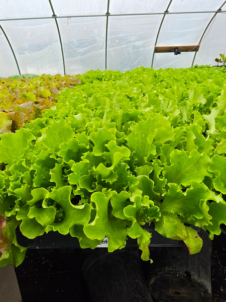 Green Leaf Lettuce Starter Live Plants -4 Seedlings