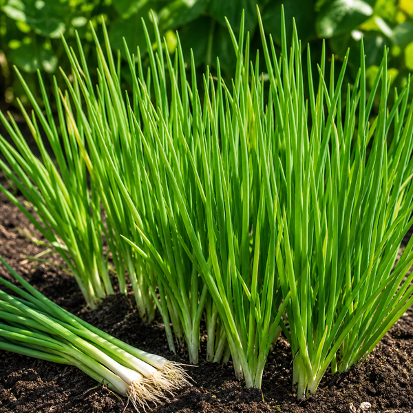 Bunching Onion, Tokyo Long White Live Starter Plants - Approx. 35 Plants