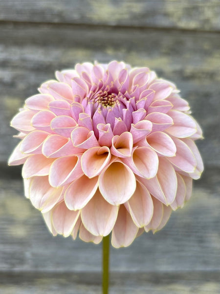 Dahlia - KA's® Cinder Rose (Rooted Cutting) Flower Live Plant (2.5" pot)