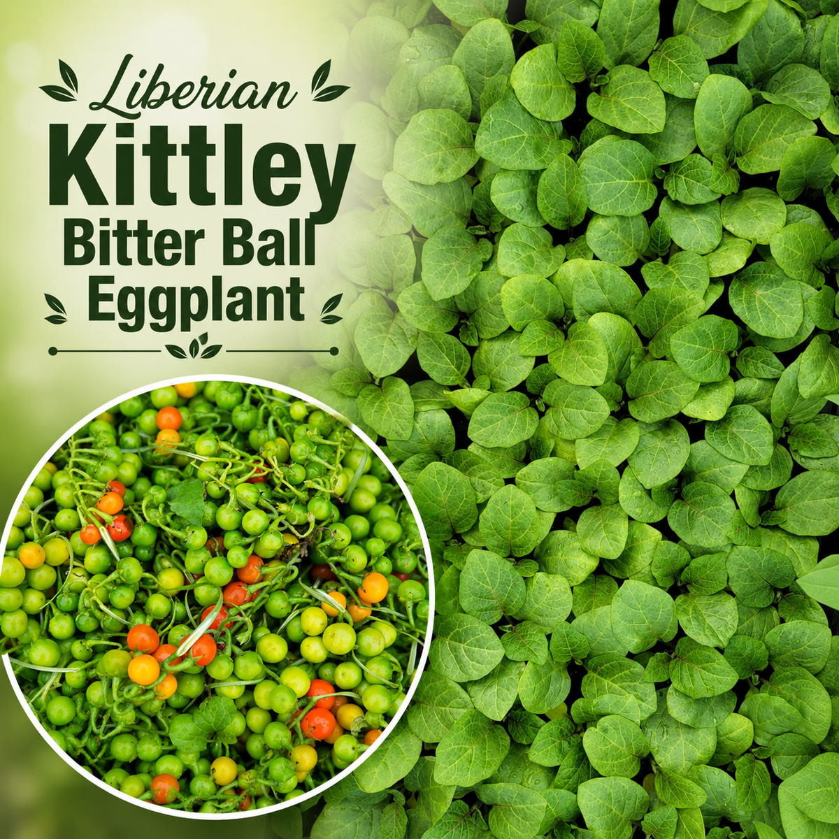 Liberian Kittley Bitter Ball Pea Eggplant, African Eggplant Live Plant