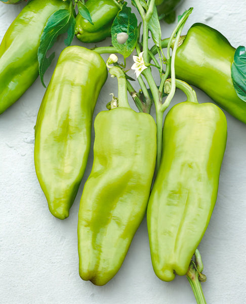 Cubanelle Sweet Pepper Live Plant Starters - 4 Seedlings