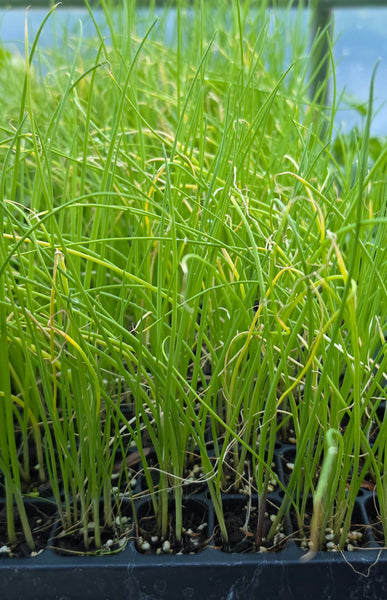 Bunching Onion, Tokyo Long White Live Starter Plants - Approx. 35 Plants
