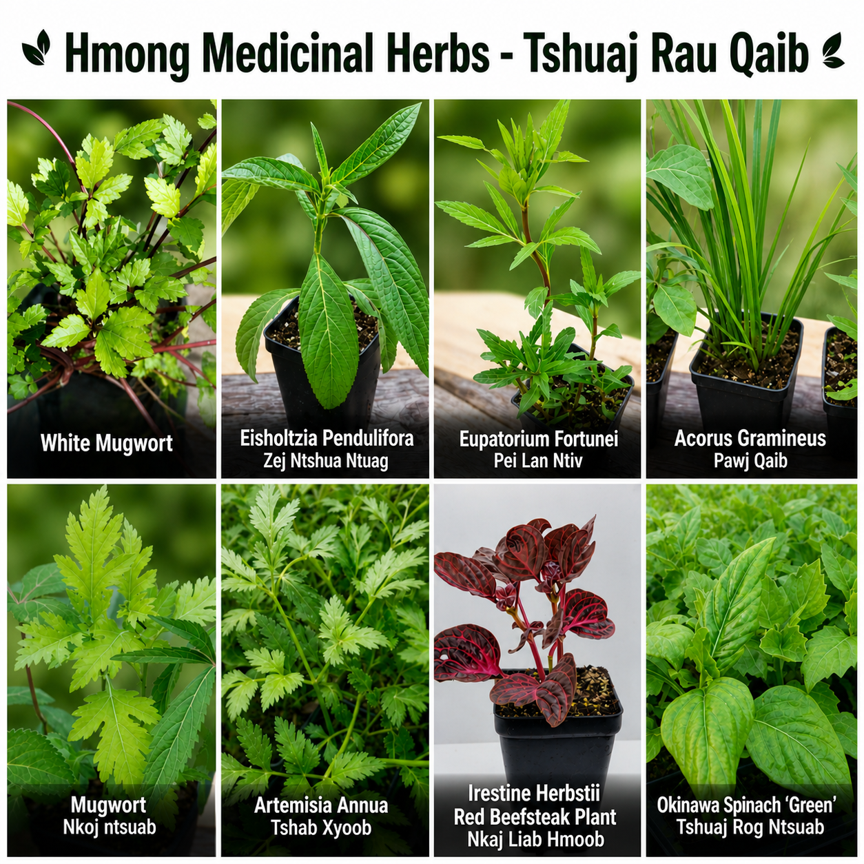 medicinal house plant Hmong Medicinal Herbs Starter Plants Package – Hello May Garden