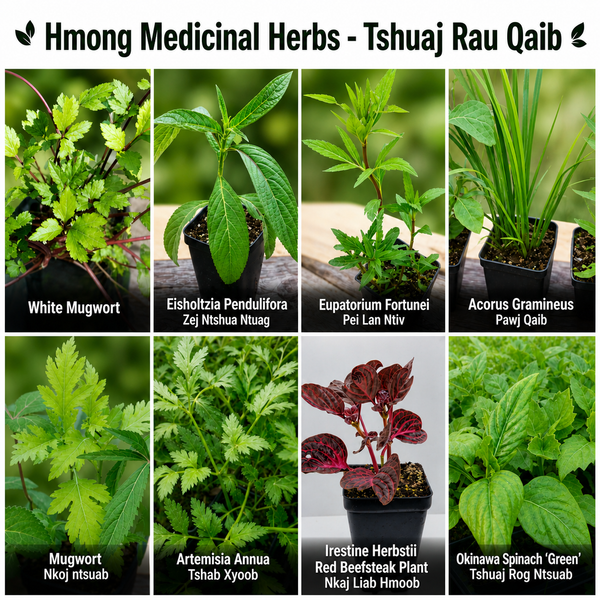 Hmong Medicinal Herbs Starter Plants Package
