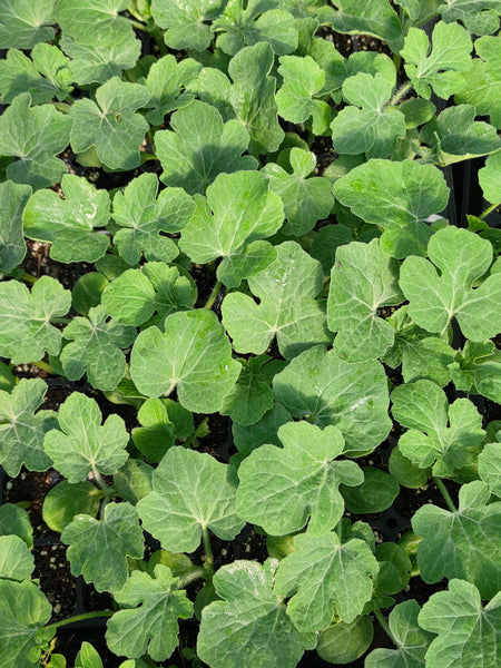 Yellow Buttercup Seedless Hybrid Watermelon Starter Live Plants - 3 Seedlings, 1 Pollinator