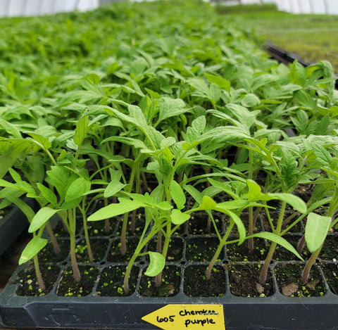 Cherokee Purple Heirloom Tomato Starter Live Plants - 4 Seedlings