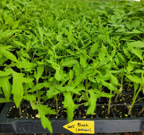 Blush Tomato Starter Live Plants - 4 Seedlings