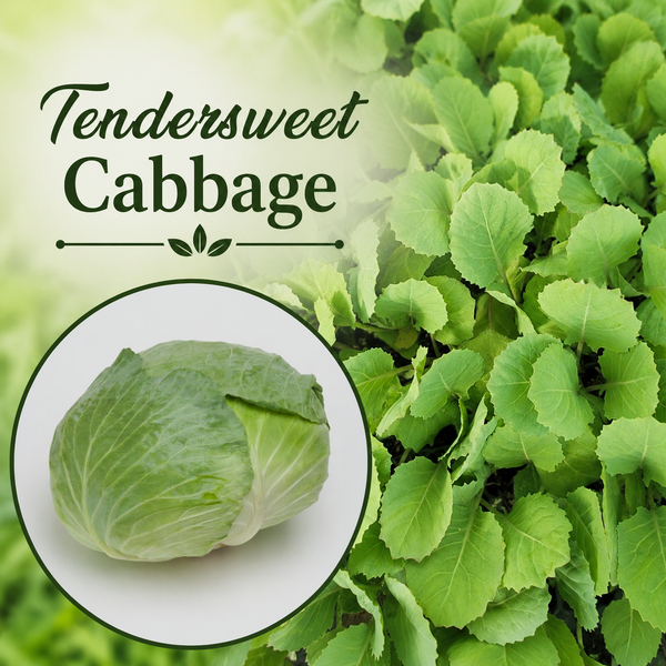 Cabbage, Tendersweet (F1) Starter Live Plants - 6 Seedlings