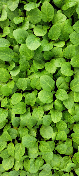 African Eggplant Bitter Green Starter Live Plant - 4 Seedlings
