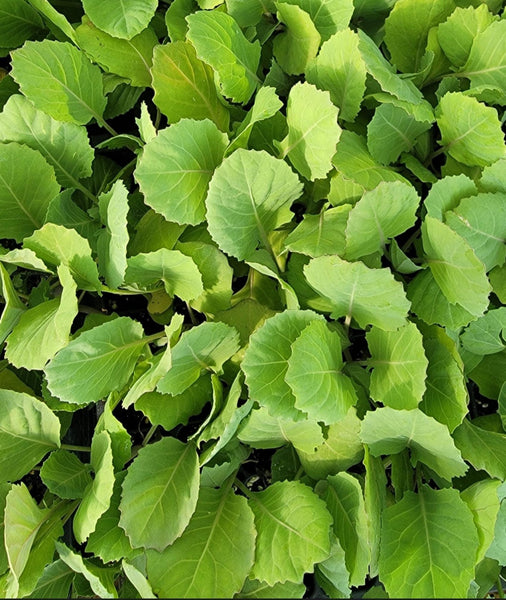 Cabbage, Tendersweet (F1) Starter Live Plants - 6 Seedlings