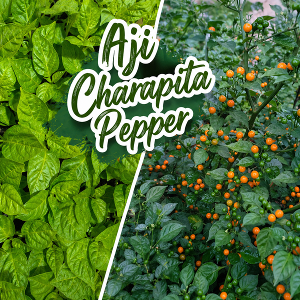 Aji Charapita Pepper Live Starter Plant - 2.5" pot