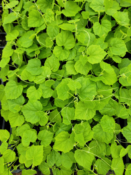 Cucamelon, Mexican Sour Gherkin, Mouse Melon Cucumber Starter Live Plants - 2 Seedlings