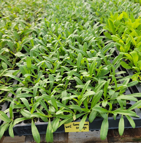 Gomphrena QIS Orange Cutflower Starter Live Plants - 4 Seedlings