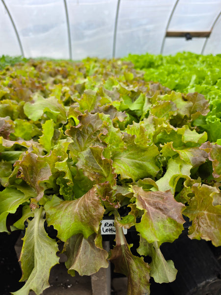 Red Leaf Lettuce Starter Live Plants - 4 Seedlings