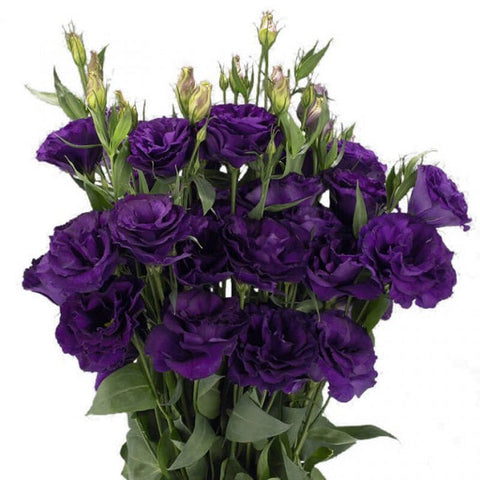 Purple Lisianthus Flower Starter Live Plant - 6 Seedlings