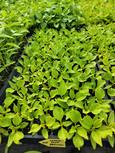 Celosia Chief Persimmon Cutflower Starter Live Plants - 4 Seedlings