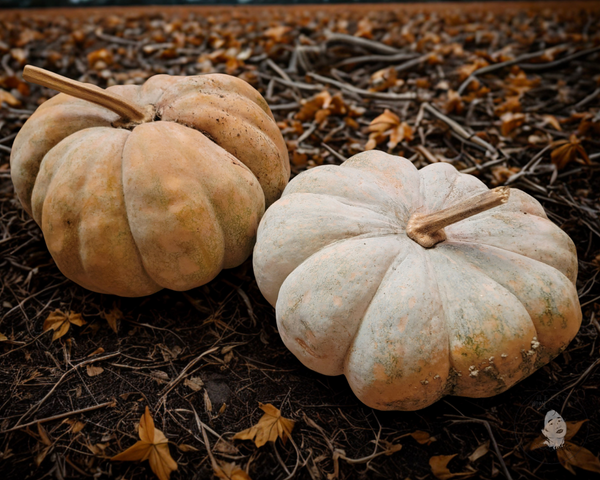 Seminole Pumkin Winter Squash Starter Live Plants - 4 Seedlings