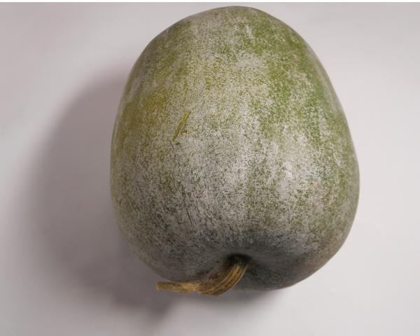 Round Winter Melon, Ash Gourd, Oblong Wax Gourd Starter Live Plants - 4 Seedlings