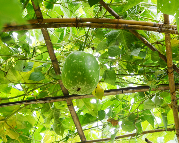 Round Winter Melon, Ash Gourd, Oblong Wax Gourd Starter Live Plants - 4 Seedlings