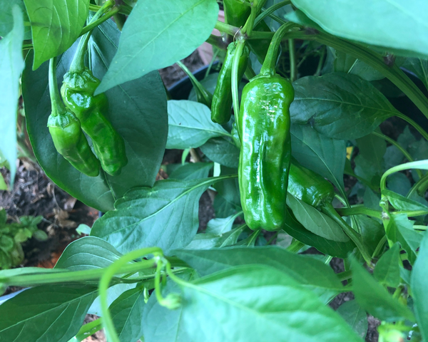 Shishito Sweet Pepper Starter Live Plants - 4 Seedlings