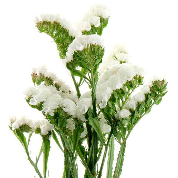 Statice Seeker White Cutflower Starter Live Plants (4 Seedlings)