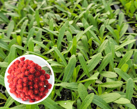 Gomphrena Strawberry Fields Cutflower Starter Live Plants - 4 Seedlings