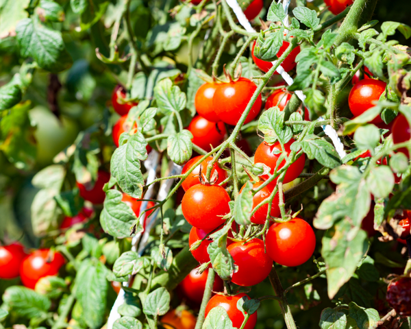 Sweet 100 Cherry Tomato Starter Live Plants - 4 Seedlings