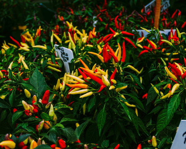 White Hot Thai Chili Pepper Starter Plants - 4 Seedlings