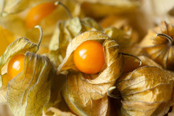Ground Cherry, Physalis Peruviana Starter Live Plants - 4 Seedlings