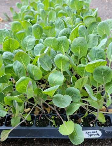 Brussels Sprout,Gustus F1 Starter Live Plants - 6 Seedlings