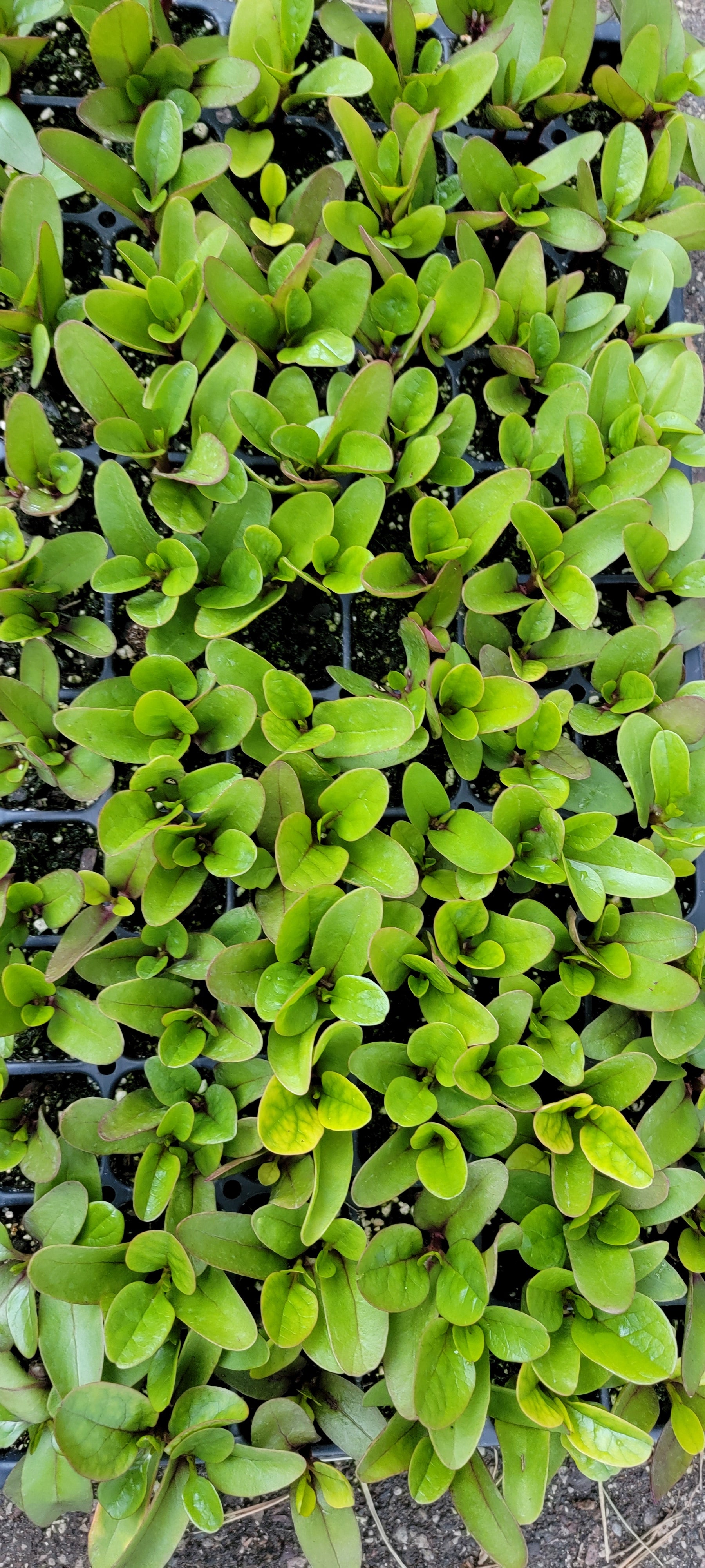 Red Malabar Spinach, Hmab Ntsa Liab Starter Live Plants