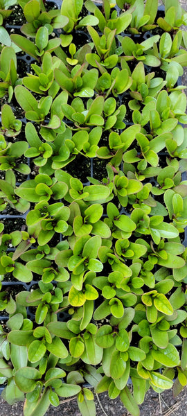 Red Malabar Spinach Starter Live Plants - 4 Seedlings