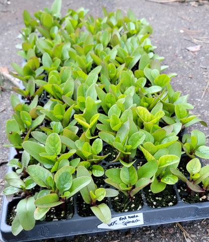 Red Malabar Spinach Starter Live Plants - 4 Seedlings
