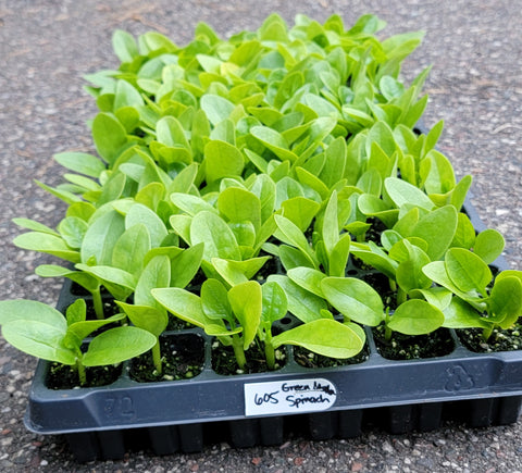 Green Malabar Spinach Starter Live Plants - 4 Seedling