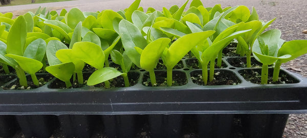 Green Malabar Spinach Starter Live Plants - 4 Seedling