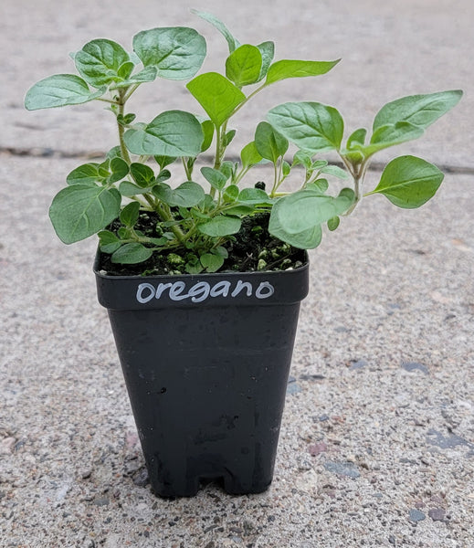 Greek Oregano Herbs Live Plants - 2.5" pot