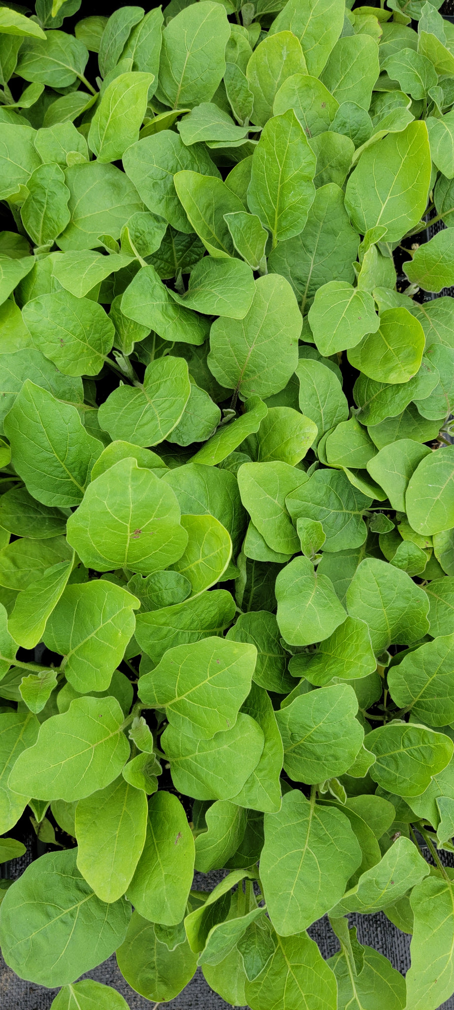 Purple Thai Eggplant Starter Live Plants - 4 Seedlings