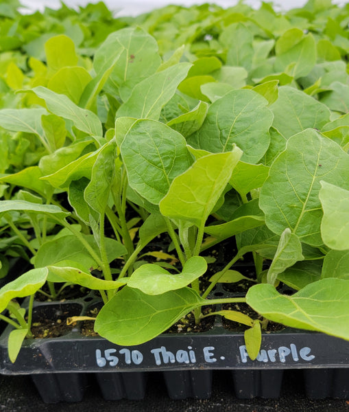 Purple Thai Eggplant Starter Live Plants - 4 Seedlings