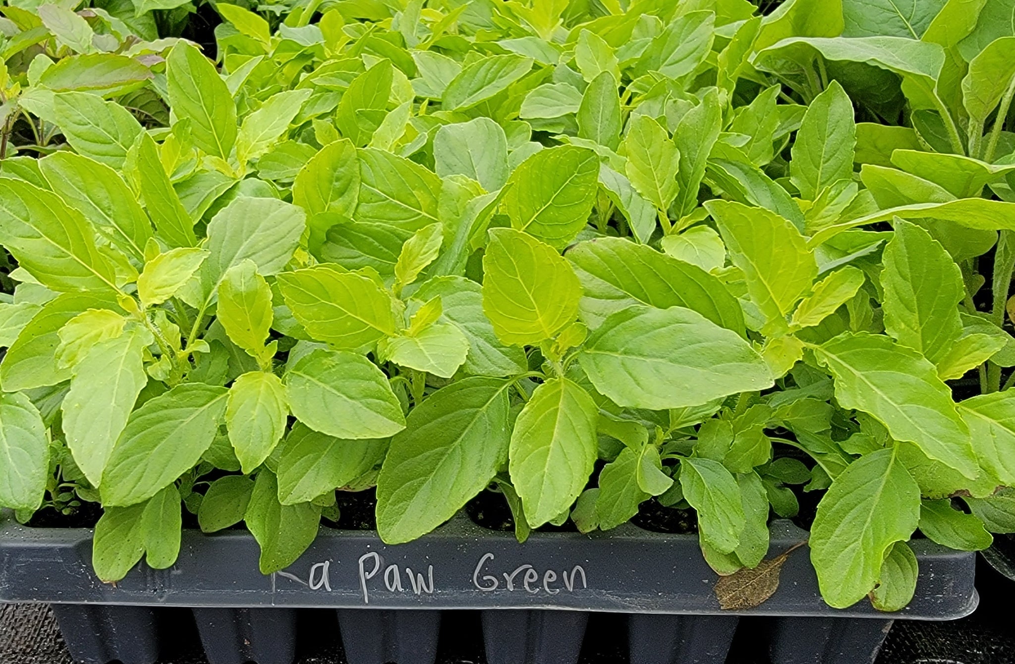 Green Thai Holy Basil Kras Pao Pakapao Herb Live Plants- 4 Seedlings
