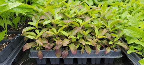 Red Thai Holy Basil Kras Pao Pakapao Herbs Live Plants - 4 Seedlings
