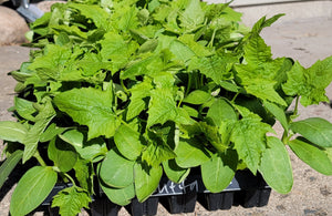 Ridge Gourd Loofah Sponge - Flat, Starter Live Plants - 4 Seedlings