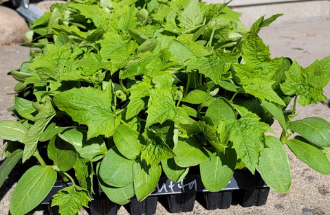 Ridge Gourd Loofah Sponge - Flat, Starter Live Plants - 4 Seedlings