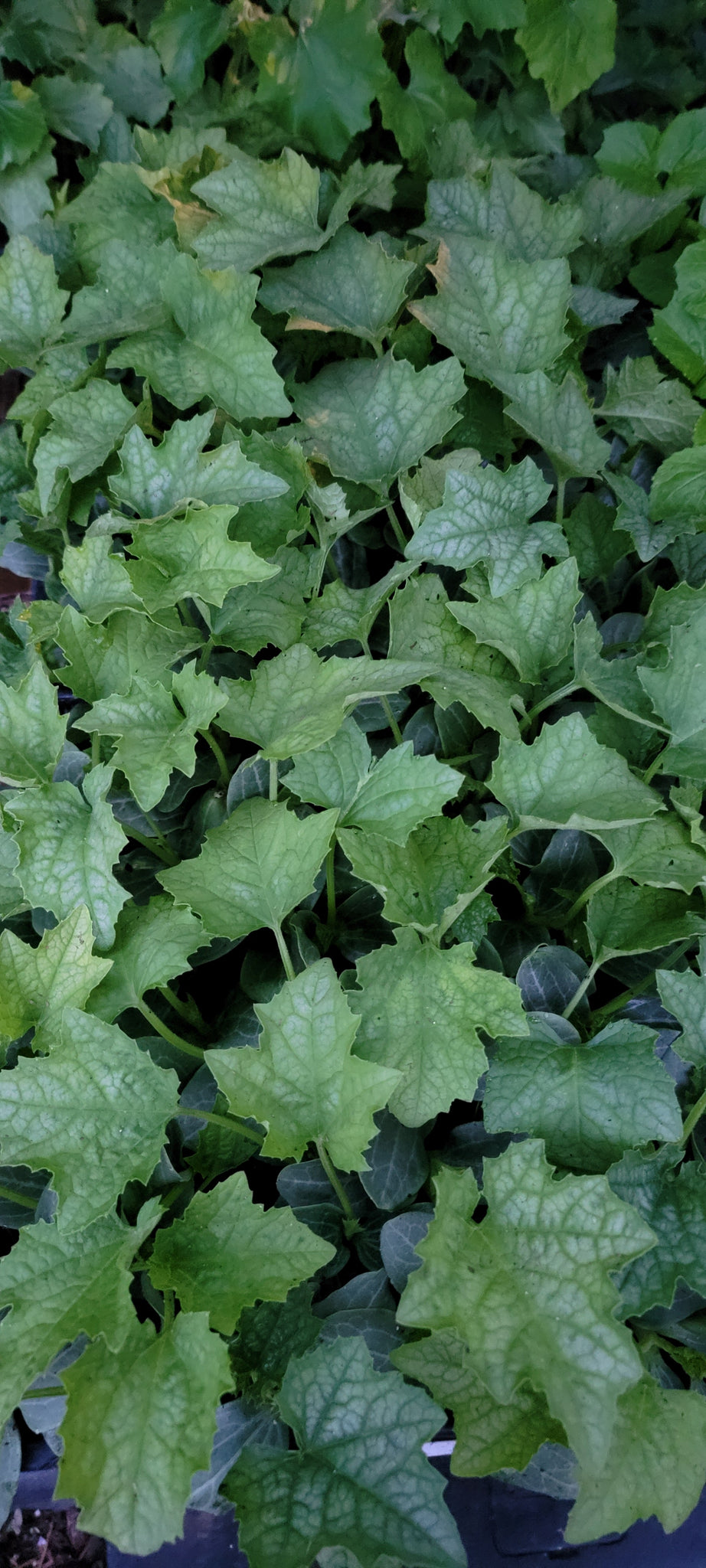 Luffa Gourd Loofah Sponge Starter Live Plants - 4 Seedlings