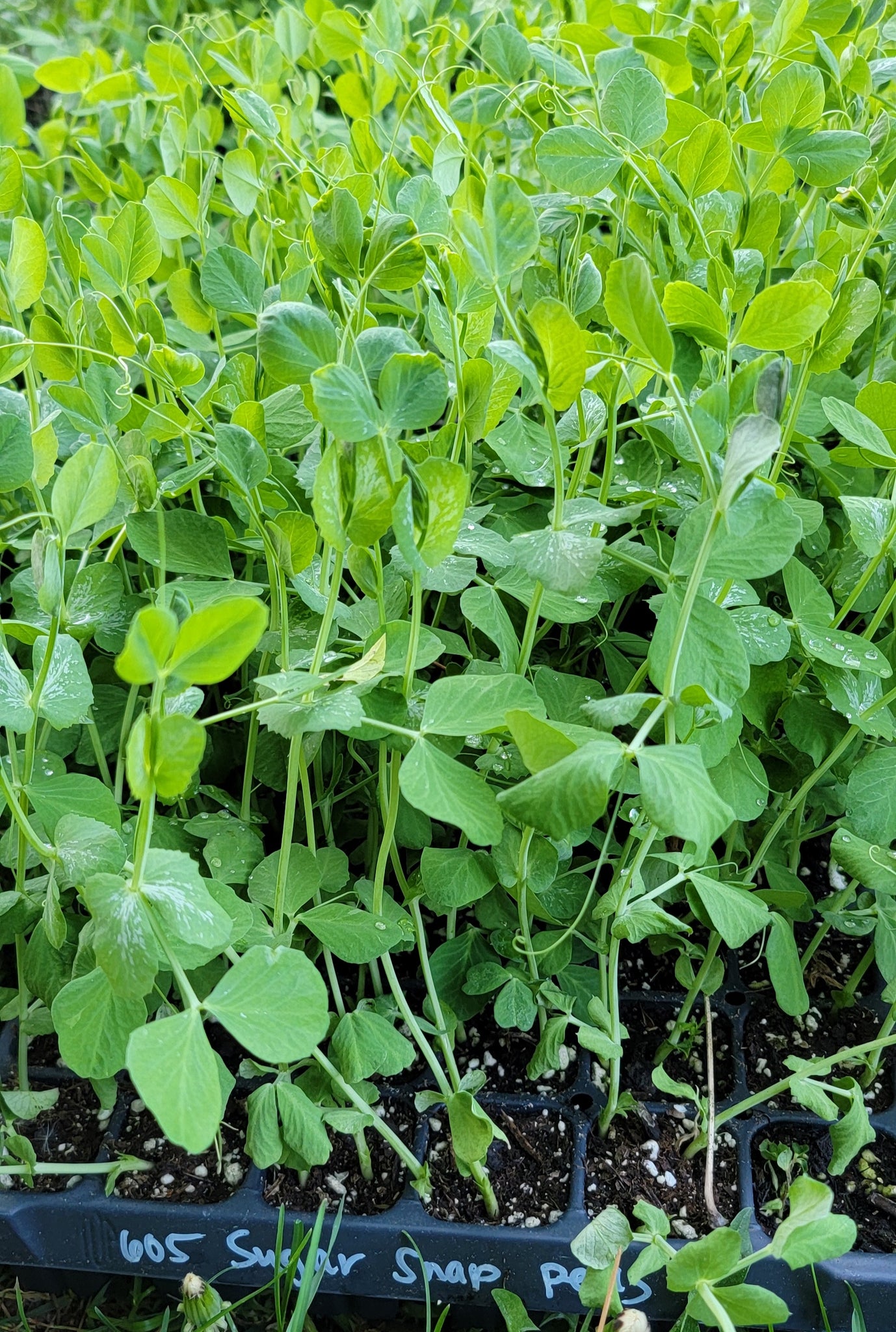 Sugar Snap Pea Sarter Live Plants - 4 Seedlings