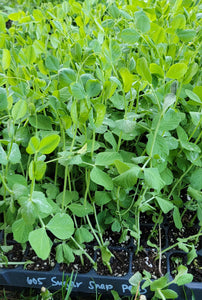 Sugar Snap Pea Sarter Live Plants - 4 Seedlings